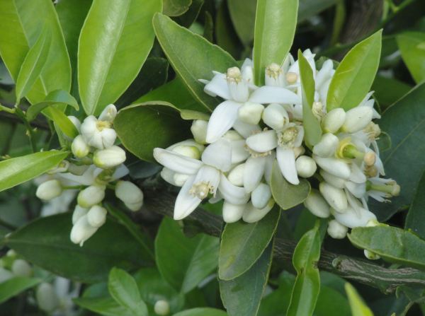 Flor de azahar. Foto R.Puig