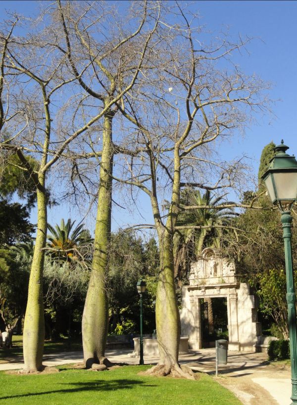 Jardines del Real. Valencia. Foto R.Puig