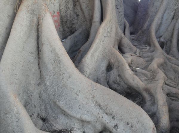 Raices del ficus australiano que abrazan al pintor Muñoz Degrain. Valencia. Foto R.Puig