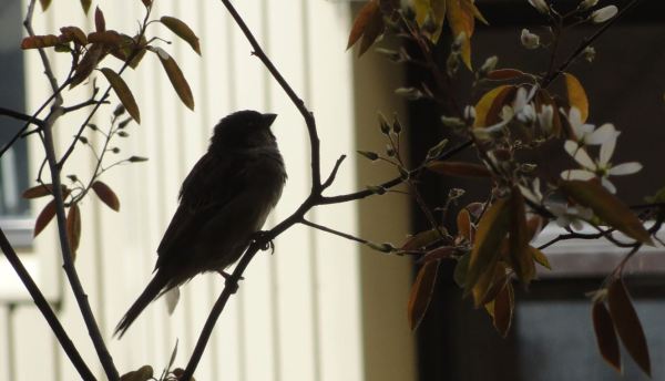 La hora de los jilgueros. Foto R. Puig