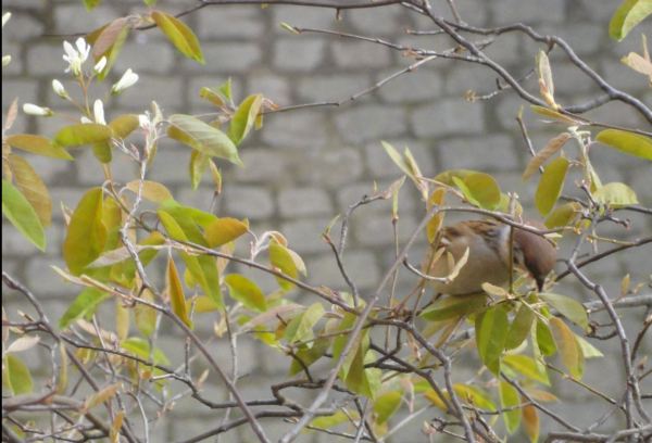 La hora de los jilgueros. Foto R.Puig