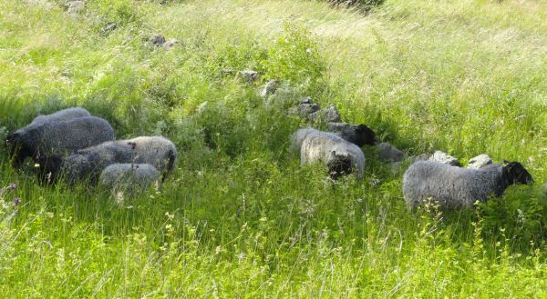 Las ovejas en Pilane 2017. Foto R.Puig