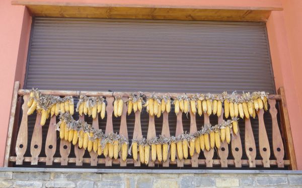 Las panochas al balcón. Vilac. Valle de Arán. Foto R.Puig