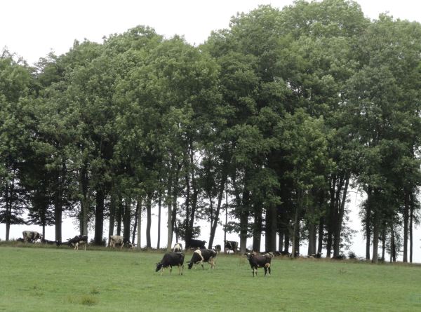 Alrededores de Barbençon. Foto R.Puig