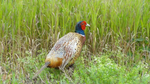 A la vera del camino. Foto R.Puig