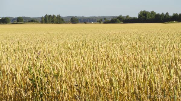 Eran días de cosecha. Foto R.Puig