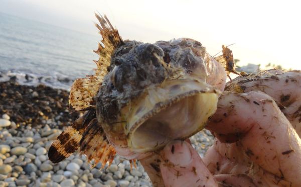 10. El devorador de cangrejos. Foto R.Puig