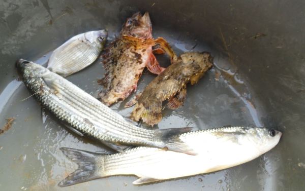 11. Por ahora dos escorpas y tres lisas. Foto R.Puig