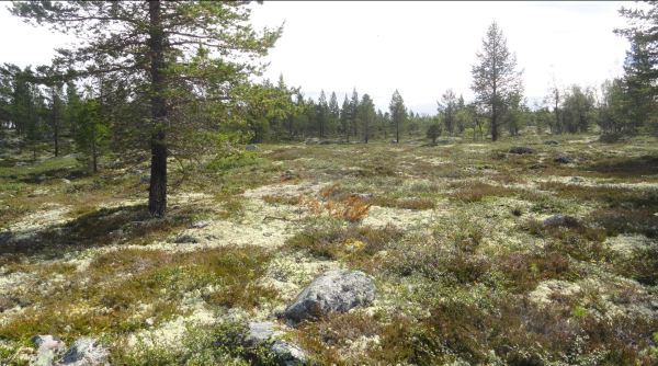 A través del bosque. Foto R.Puig