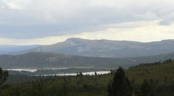 De bajada, las coníferas. Foto R.Puig