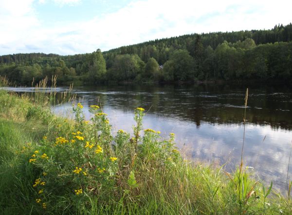 El Klarälven. Foto R.Puig