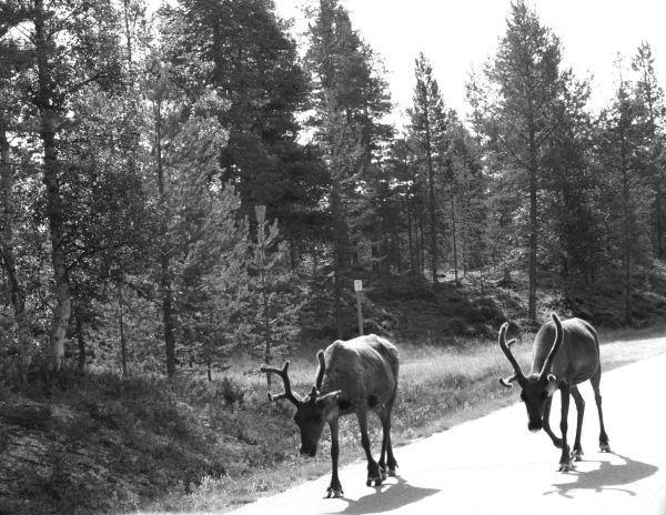 En el camino de vuelta Foto R.Puig