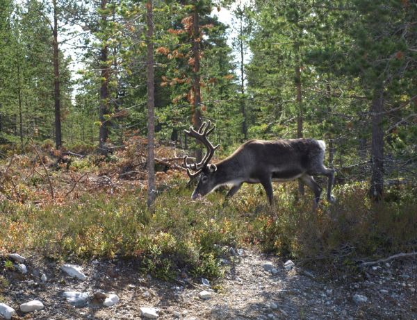 Entre los abetos. Foto R.Puig