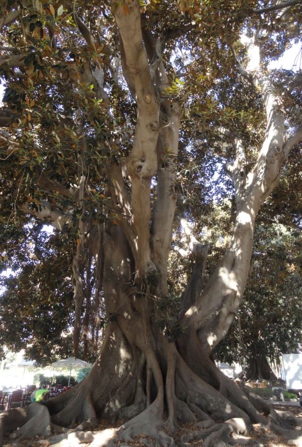Ficus Macrophylla. Foto R.Puig