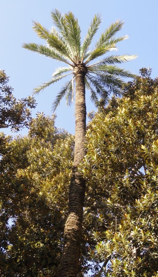 Phoenix Dactylifera y Ficus Macrophyla. Foto R.Puig