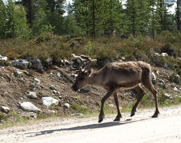 Por los alrededores de Grävelsjön. Foto R.Puig