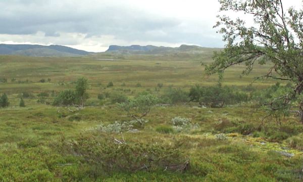 Por terreno pantanoso. Foto R.Puig