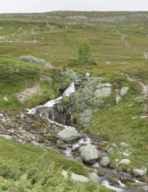 Torrente en las laderas del Rundhøgda. Foto R.Puig