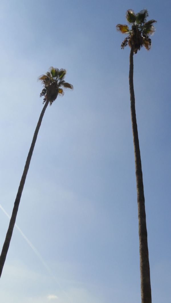 Washingtonia robusta. Foto R.Puig
