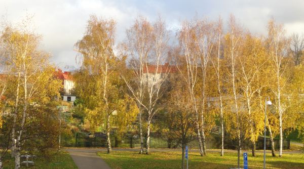 Abedules en otoño. Foto R.Puig