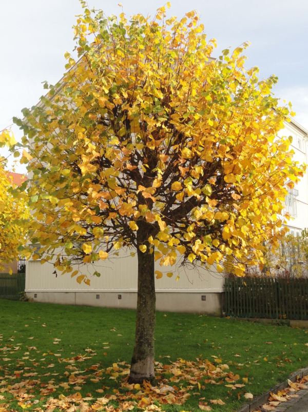 Expolio otoñal. Foto R.Puig