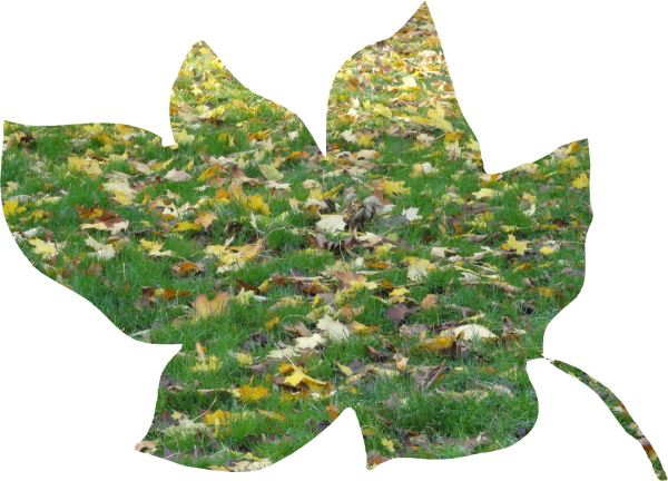 Hoja muerta. Foto R.Puig