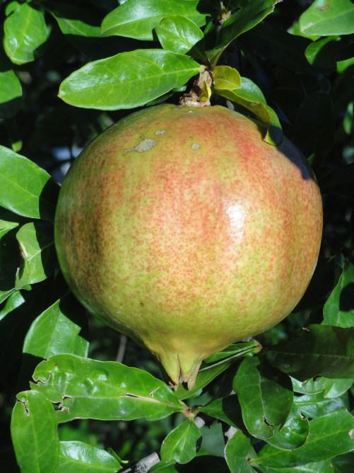 La granada en la rama. Foto R.Puig