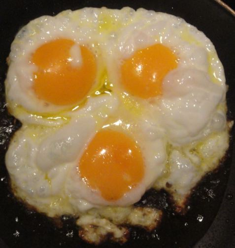 Ova furiosa. Foto R.Puig