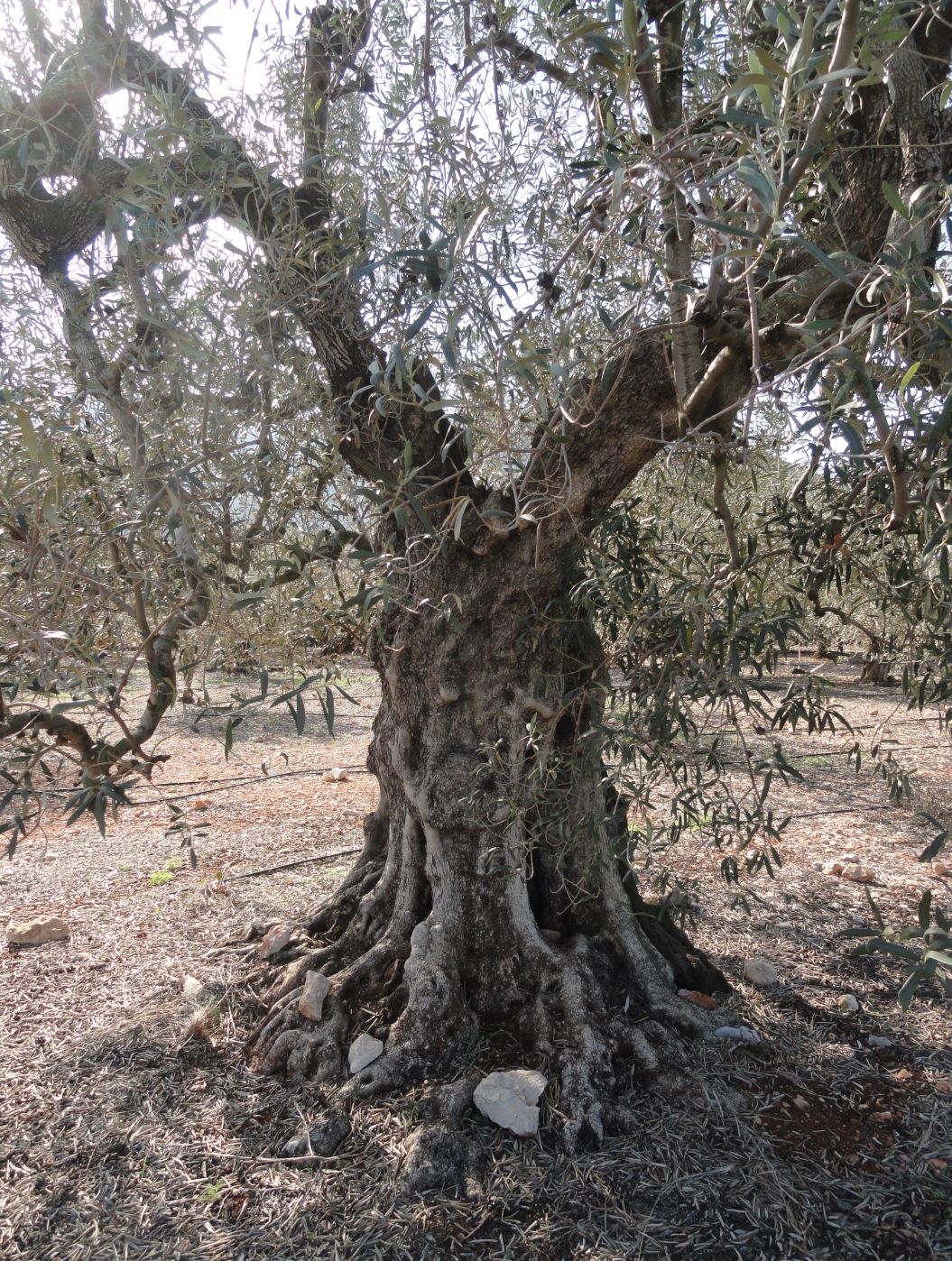 El olivo triste. Foto R.Puig