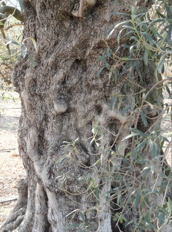 La queja del olivo. Foto R.Puig