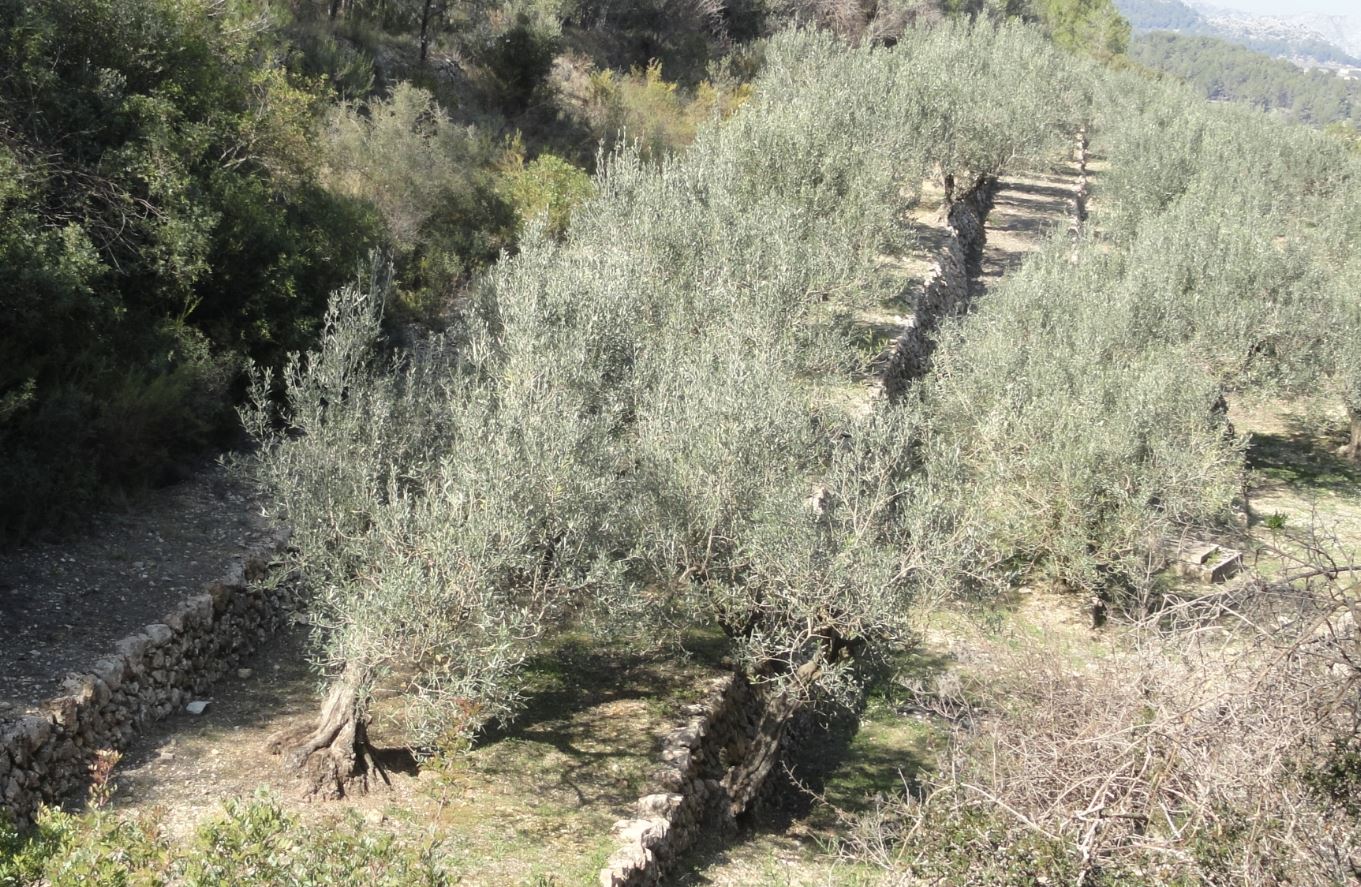Olivos en andenería. Foto R.Puig