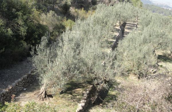 Olivos en andenería. Foto R.Puig