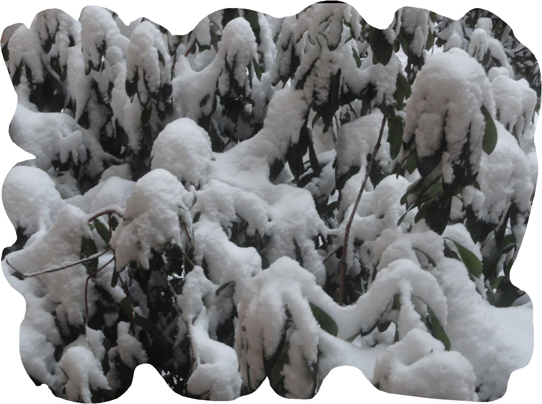 Rododendros nevados. Febrero 2018. Foto R.Puig