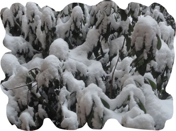 Rododendros nevados. Febrero 2018. Foto R.Puig