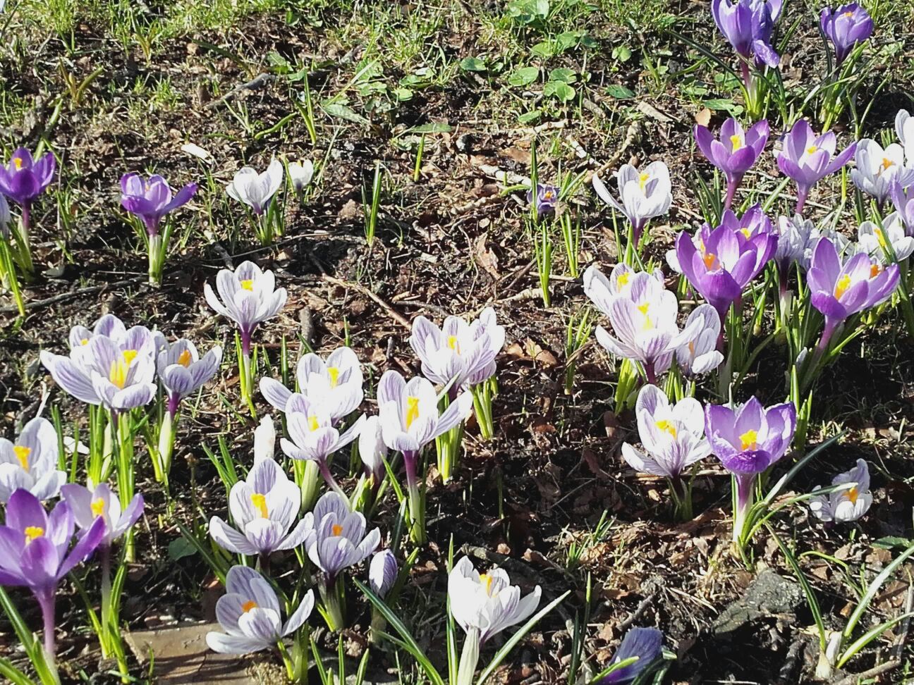 Alegrías de estos días. Foto R.Puig