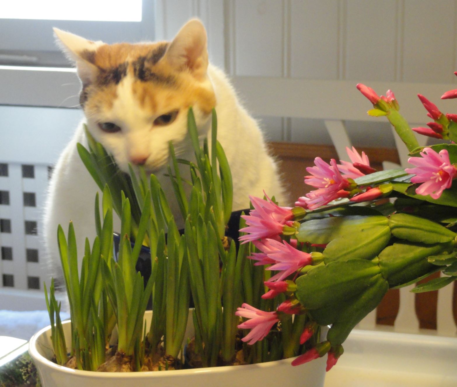 Bella en primavera. Foto R.Puig