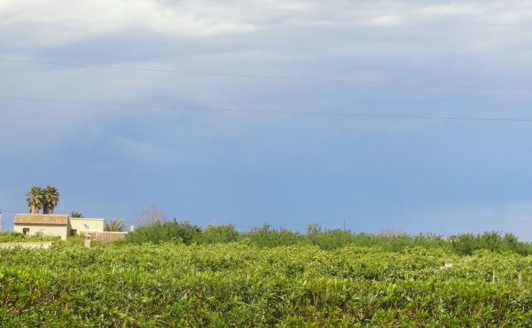 El campo. Ondara. Foto R.Puig