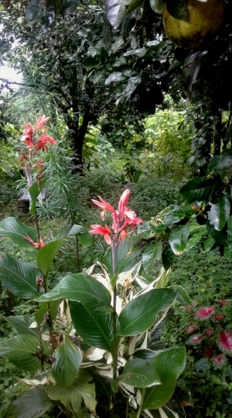 Al pie de las toronjas. Foto Charlie G.T.