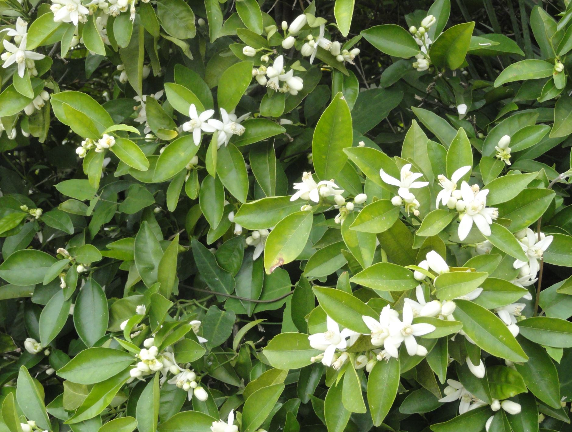 Flor de azahar. Foto R,Puig