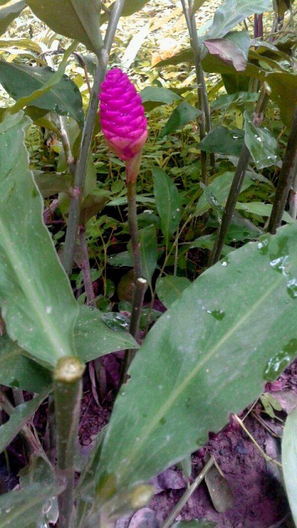Flor de jengibre. Foto Charlie G. Tornel
