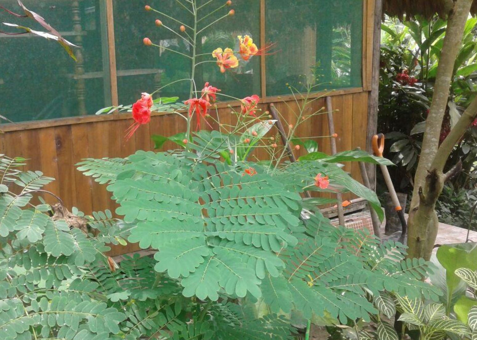 Flores de pajarilla. Foto Charlie G.T.