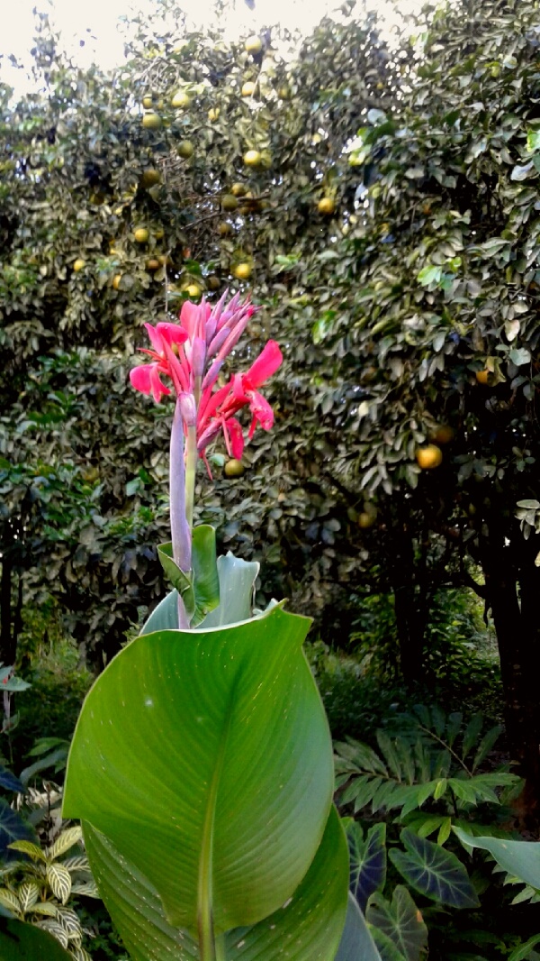 Lirio rojo y pomelos. Foto Charlie G. Tornel