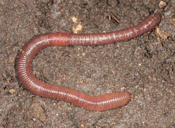 Lumbricus rubellus, Foto Malcolm Storey
