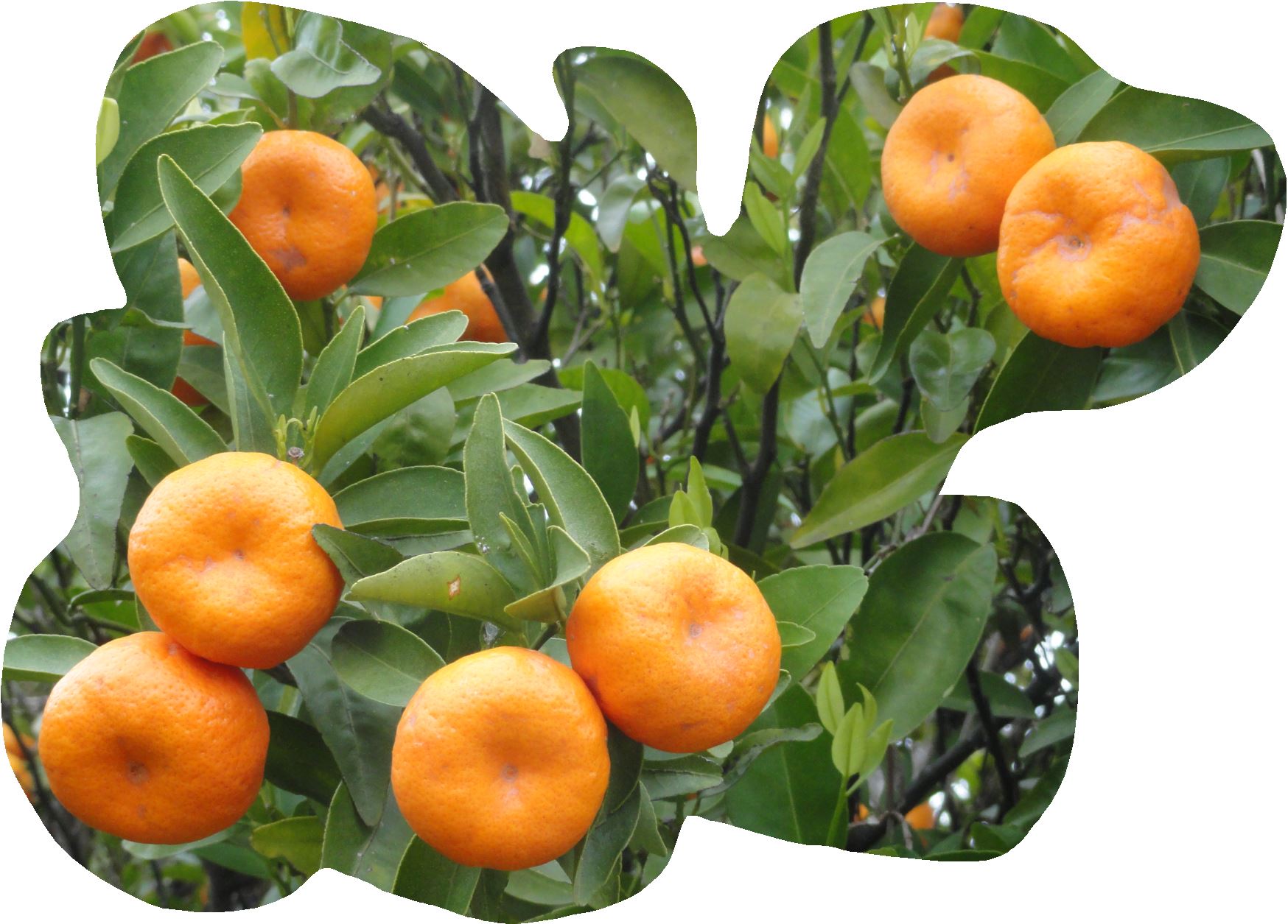 Mandarinas en su rama.   Foto  R.Puig.JPG