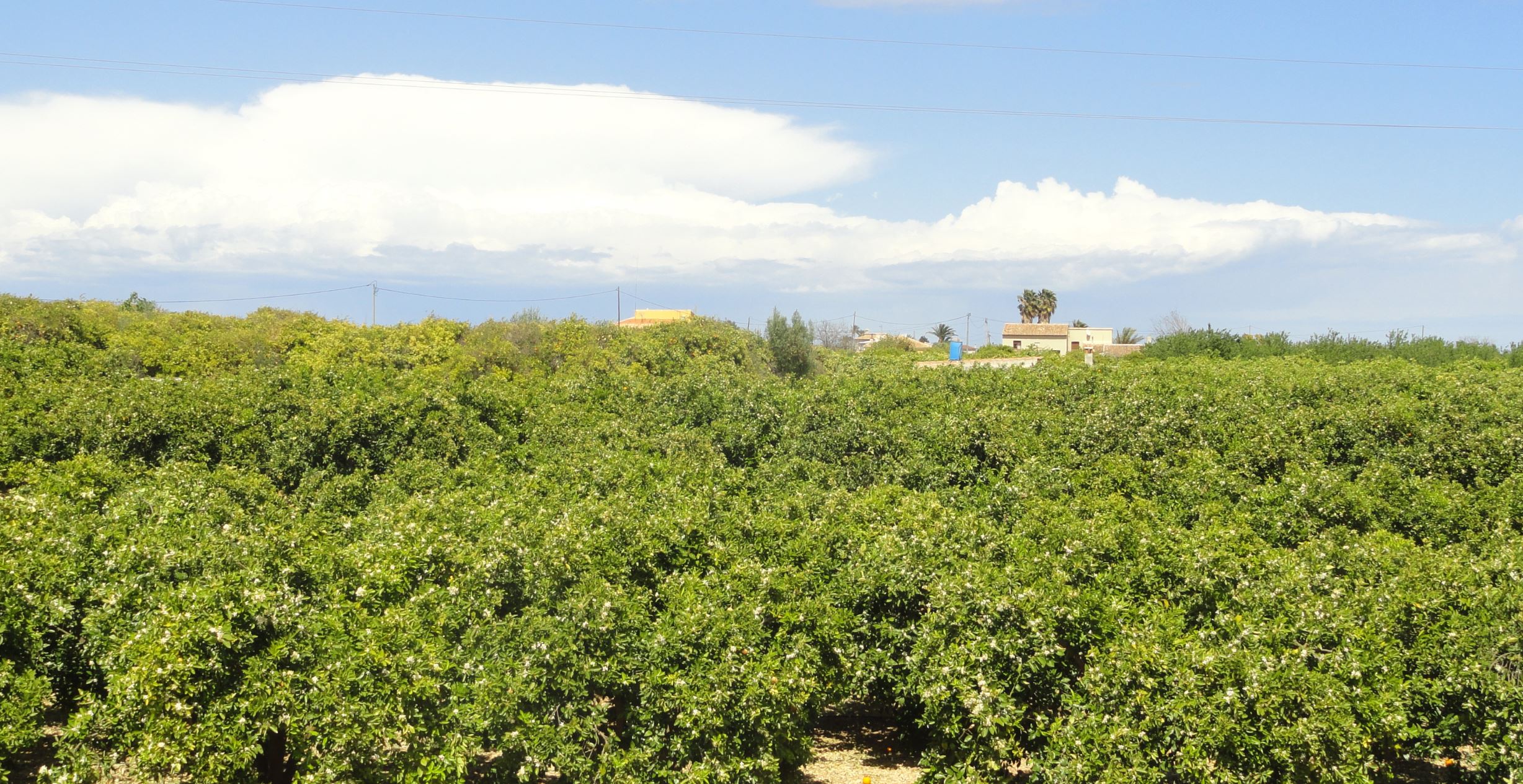 Naranjales. Ondara. Foto R.Puig