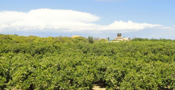 Naranjales. Ondara. Foto R.Puig