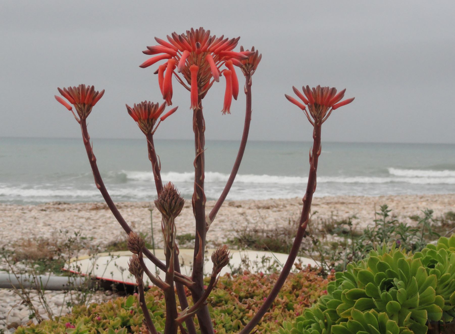 Orilla florida. Foto R.Puig