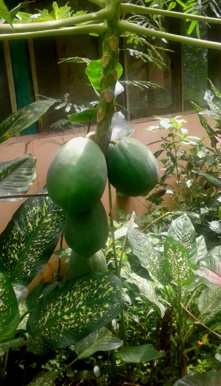 Papayas. Foto Charlie G.T.