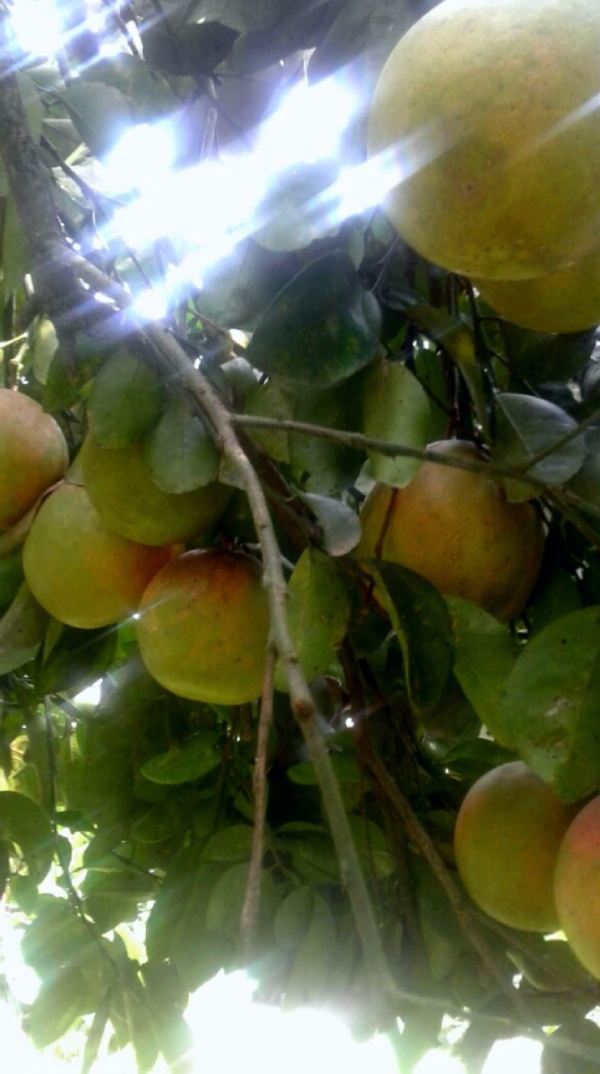 Toronjas en su rama. Foto Charlie G.T.