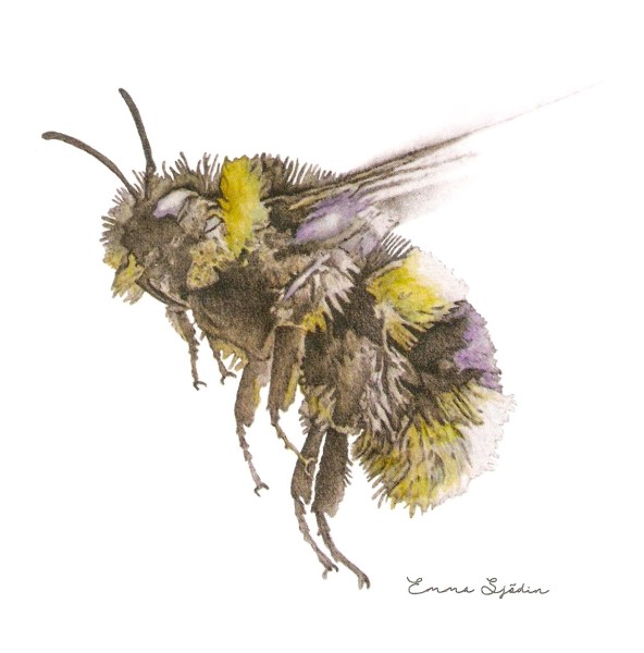 Abeja. Acuarela de Emma Sjödin.